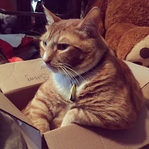 Meet your Posher, Holly